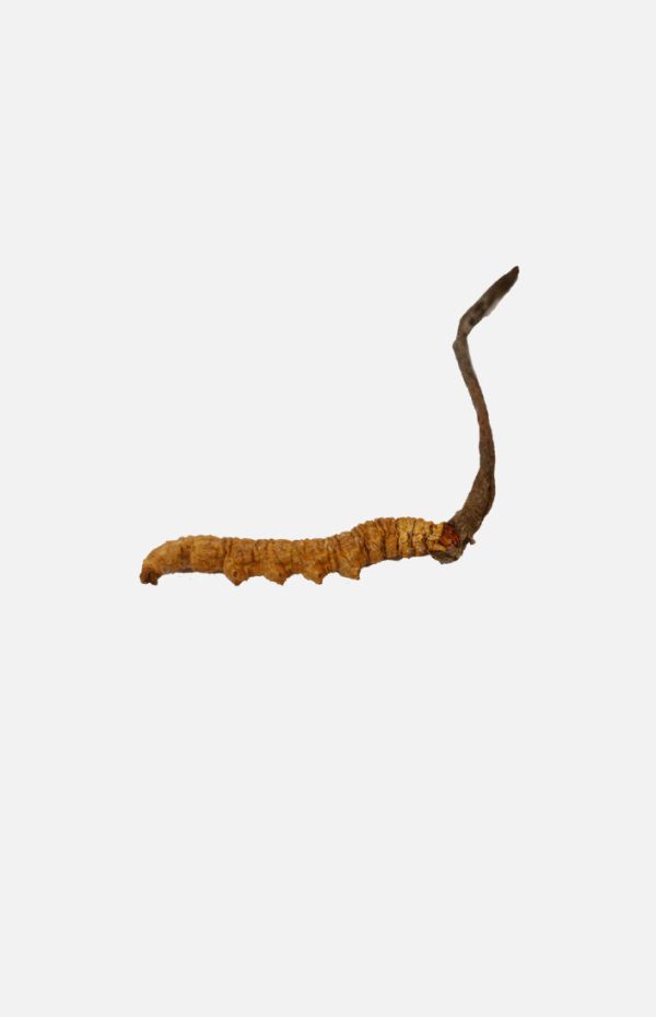 Cordyceps(Queen)(10g) Sale