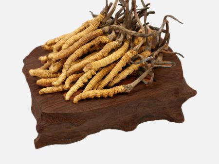 Cordyceps(Queen)(10g) Sale