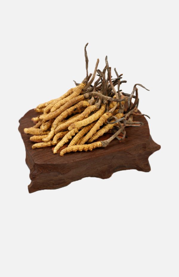 Cordyceps(Queen)(10g) Sale